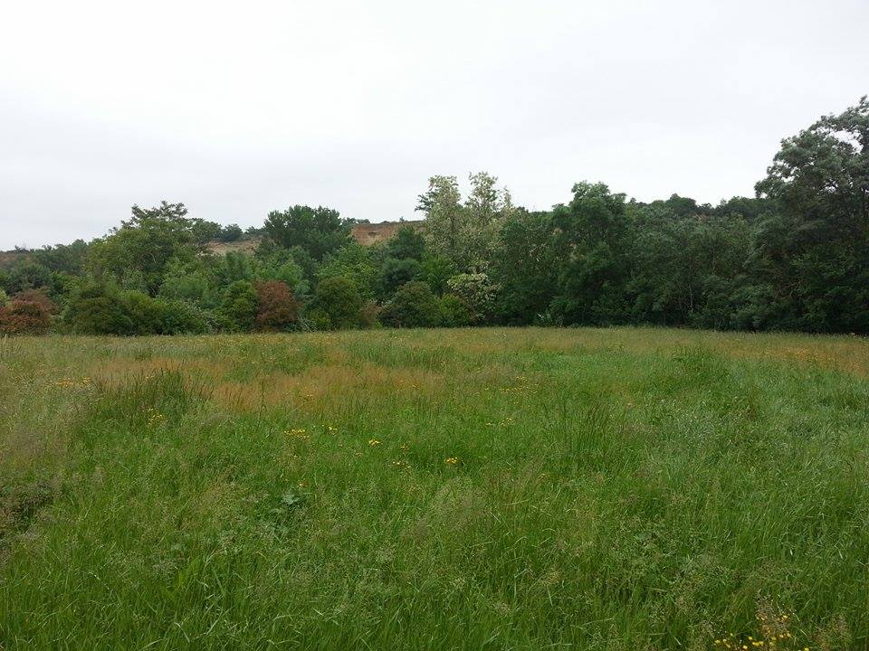 Espace vert avant la tonte montrant des herbes hautes et un besoin d'entretien