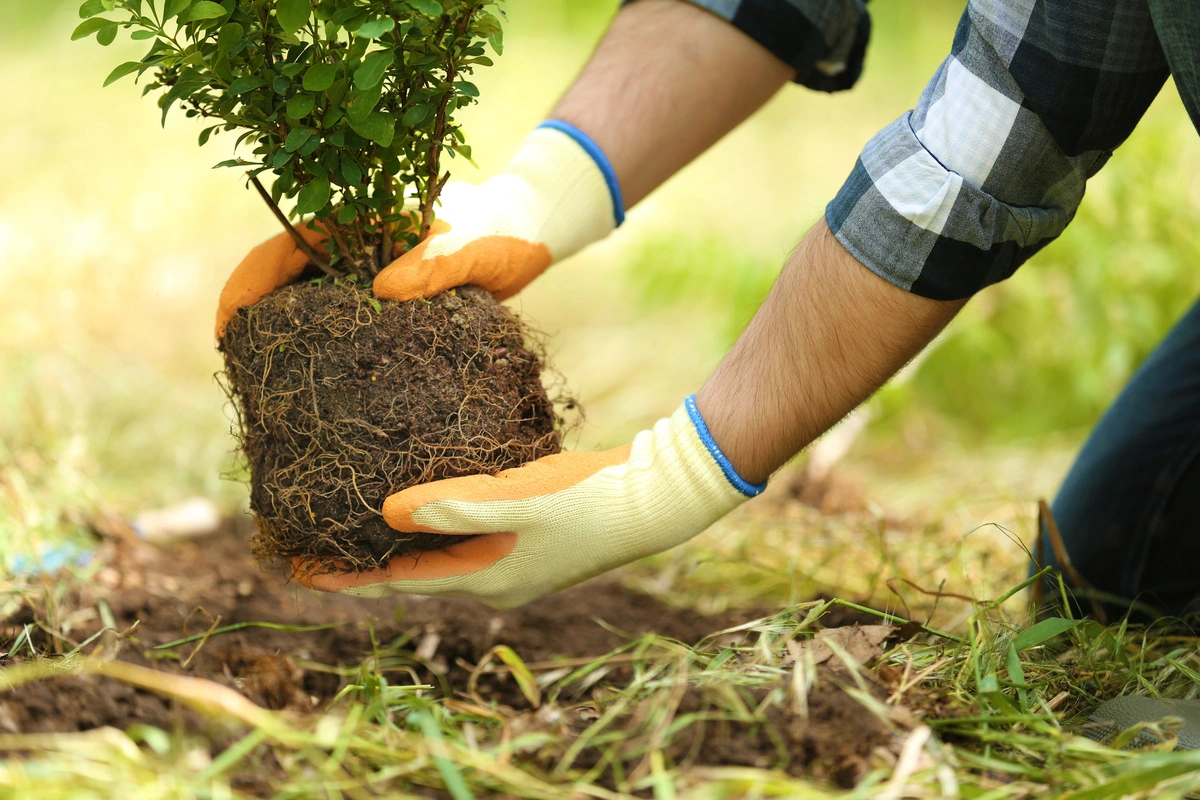 Entreprise paysagiste plantant un arbuste avec soin, illustrant le processus de plantation professionnel.