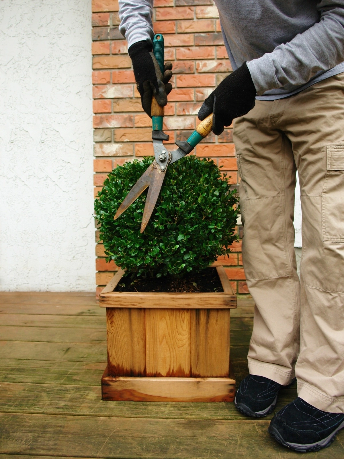 Taille de buis par une entreprise paysagiste, montrant l'entretien soigné des plantes en pot